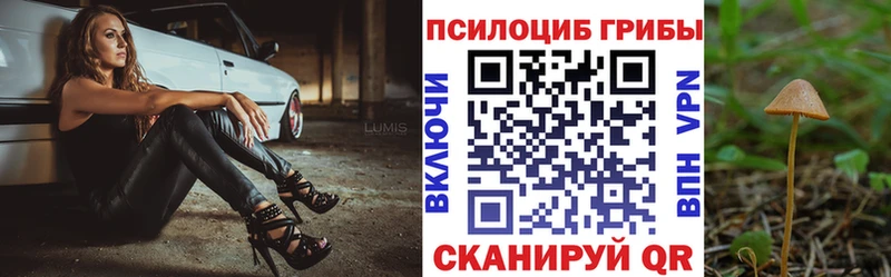 Псилоцибиновые грибы Psilocybe  Купить где  Череповец 